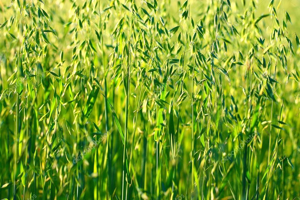 Depositphotos 67960359 stock photo green oat field