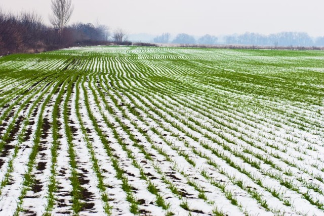 Landbouw gebied van de wintertarwe onder de sneeuw 22126457